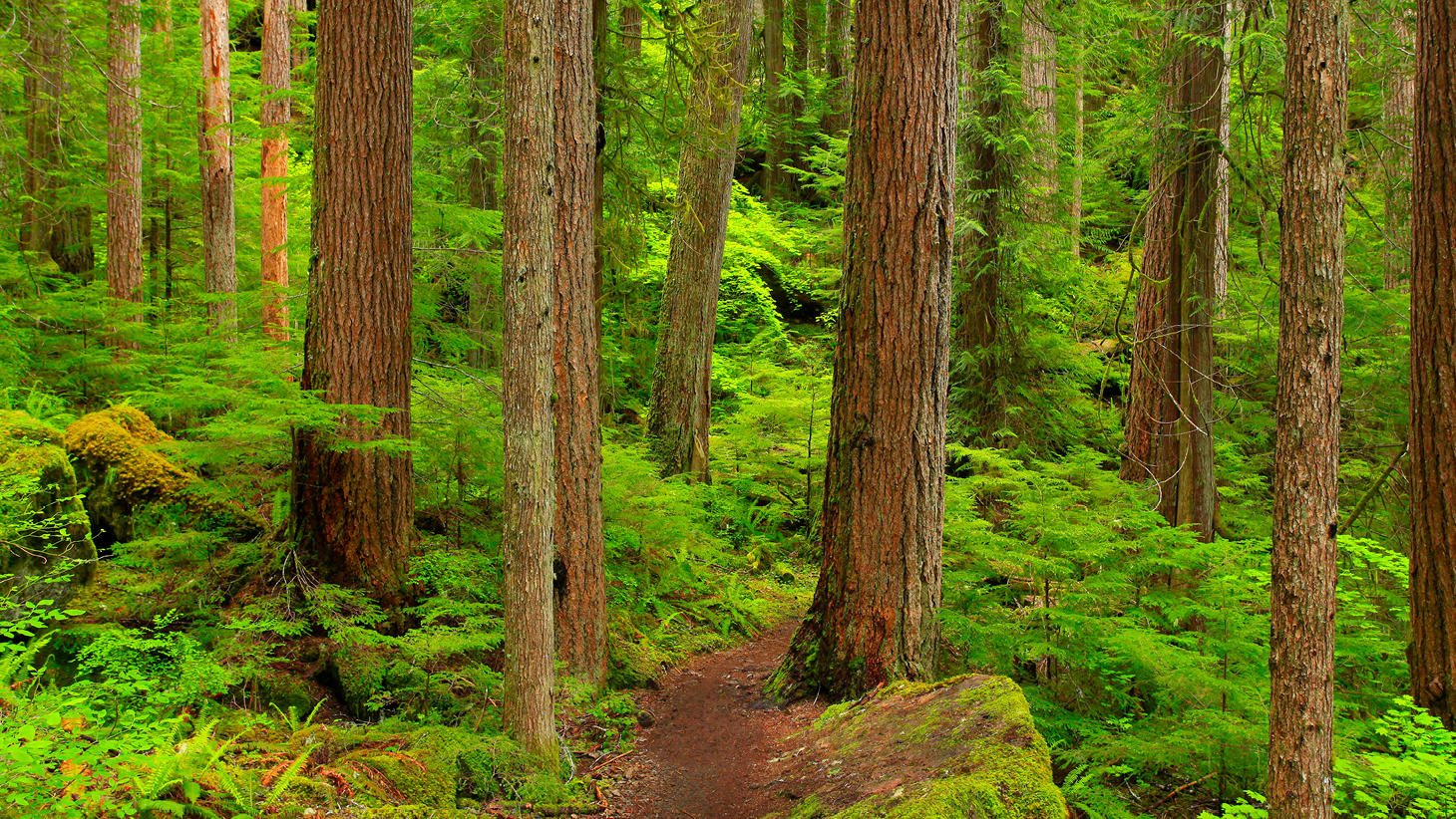 Green forest